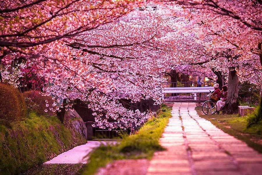 Cenneti Hissetmenin Zamanı; Japonya'da Sakura Mevsimi