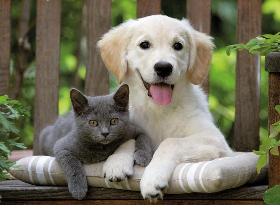 Minik Dostlarımızla Birlikte Uçakta Seyahat Kedi Köpek ile Yolculuk