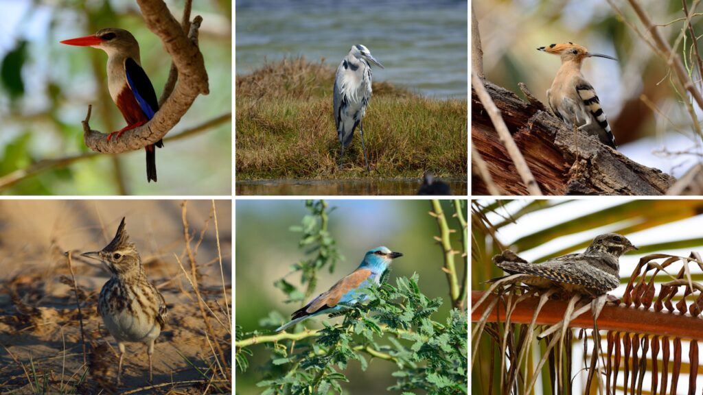 Kuş Fotoğrafçılığı - Türkiye’de Görülen Birbirinden Güzel 7 Kuş Türü 