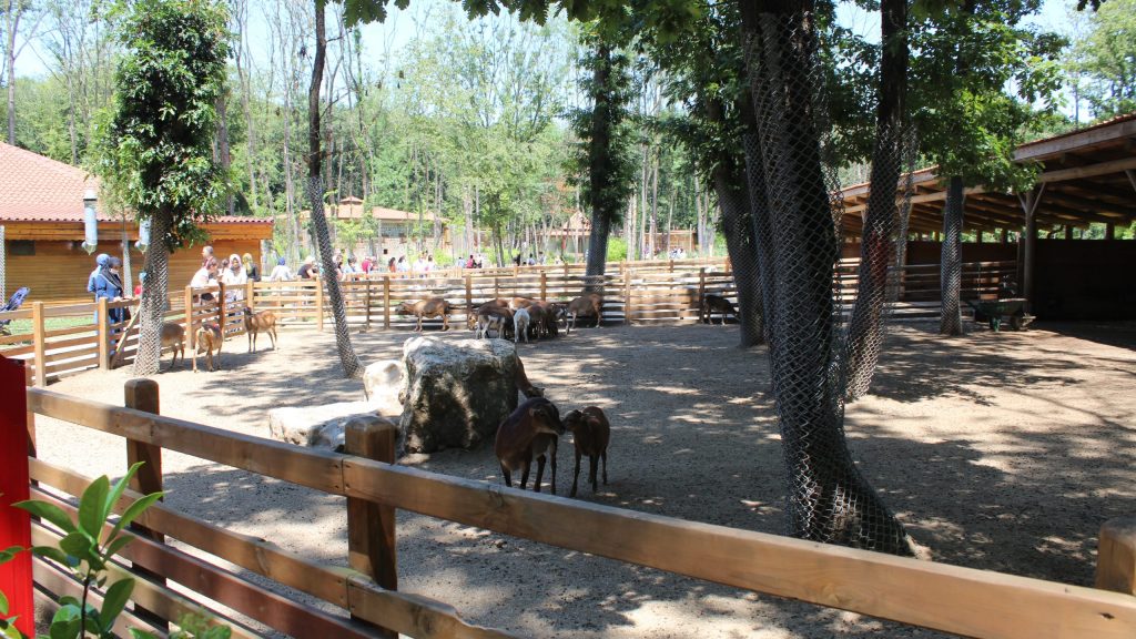 Ormanya Gezi Rehberi | Hayvanat Bahçesi