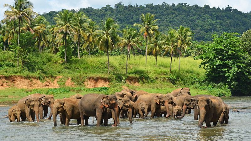 Vizesiz Gidilebilecek Asya Ülkeleri - Sri Lanka