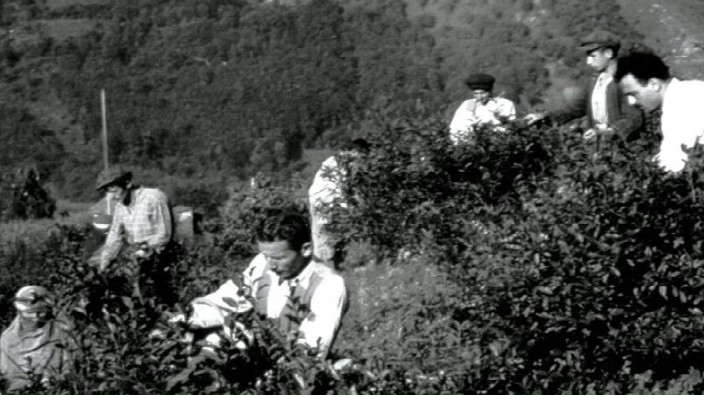 Çay Kültürü Hakkında Bilmeniz Gerekenler 101 | Çay'ın Tarihi