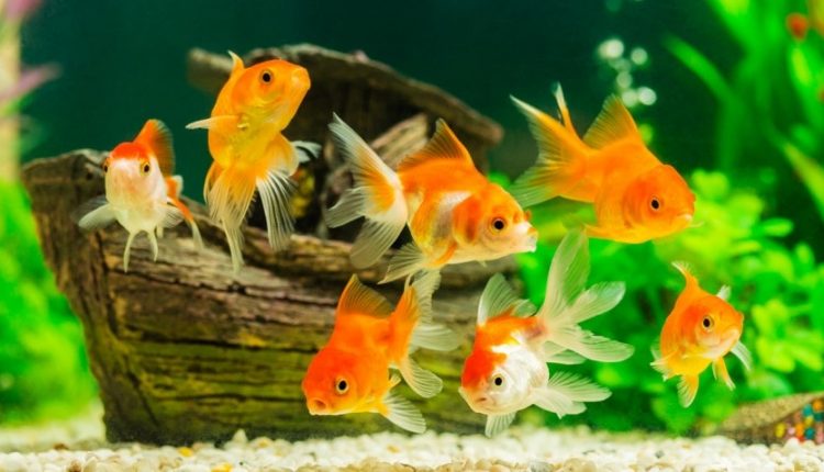 Japon Balığı | Balıklar Sandığımızdan Daha Akıllı