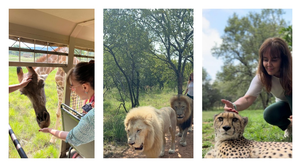 Lion (Aslan) & Safari Park - Johannesburg Gezi Rehberi